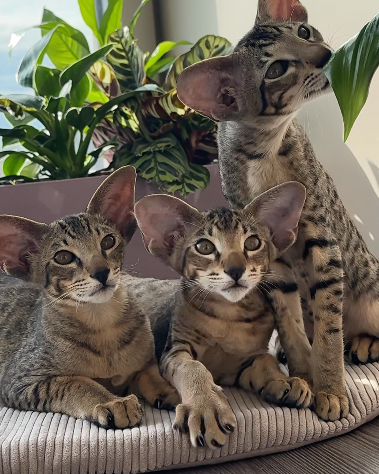Ориентальные котята