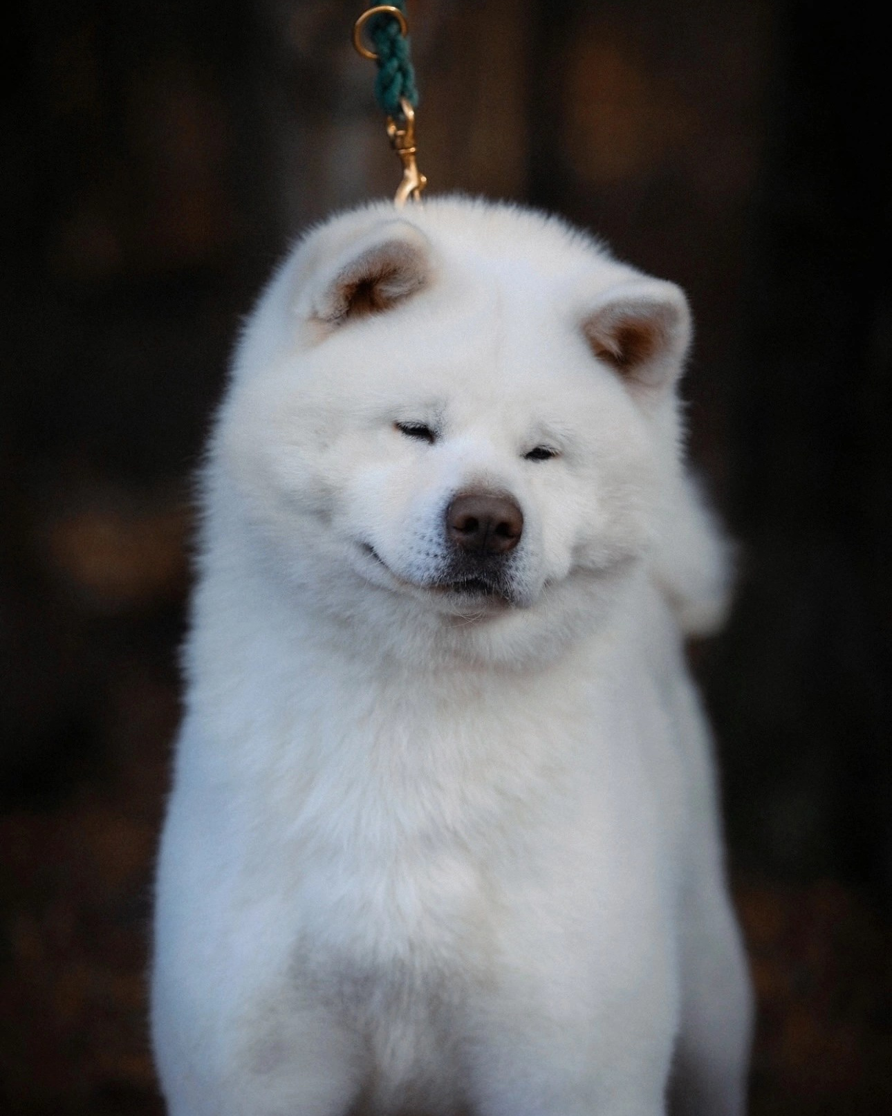 Male. Kennel Akita inu