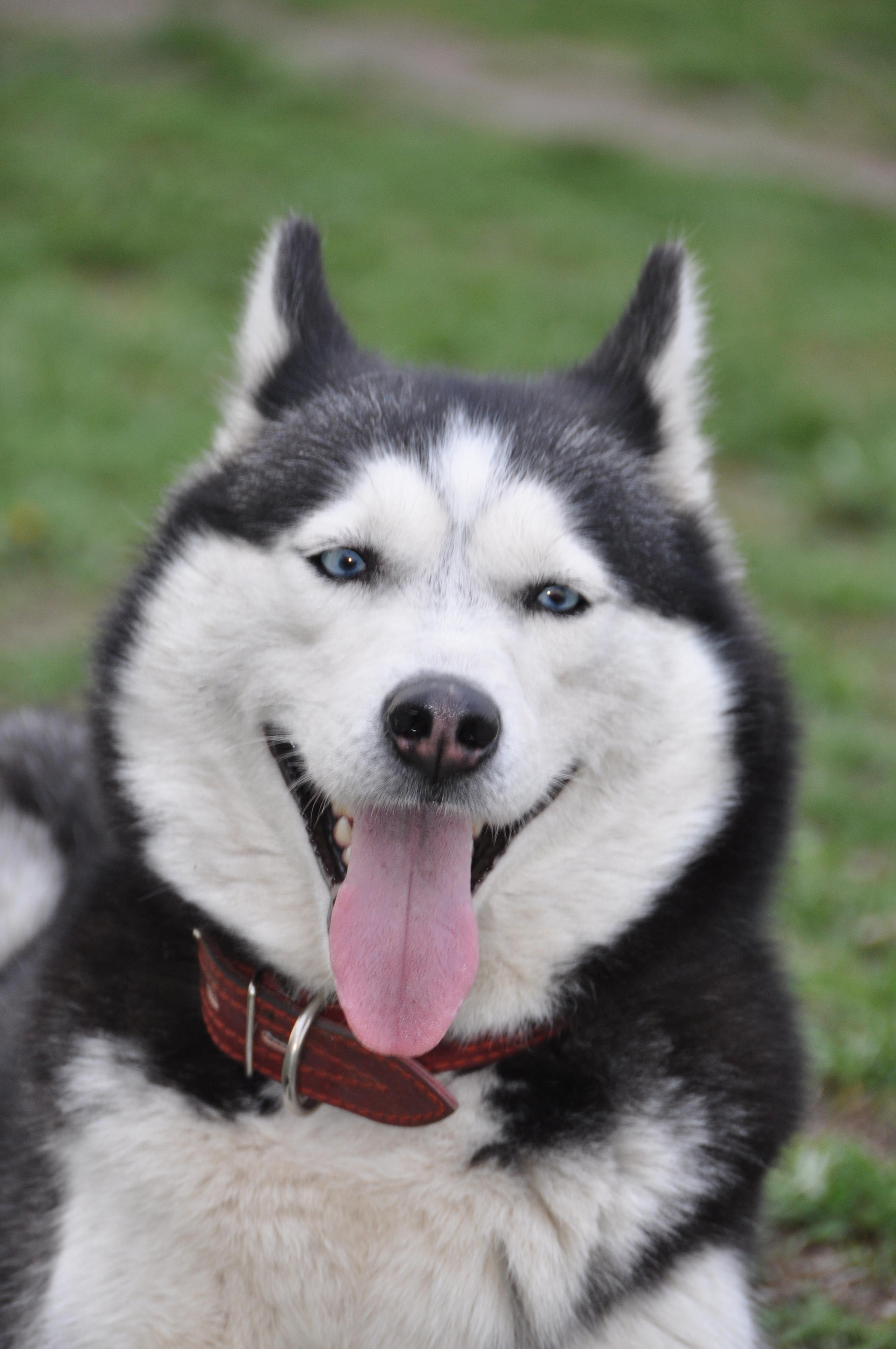 Сибирские хаски питомника Ice Fantasy Брянск. Ice Fantasy kennel: professional breeding of Siberian huskies and wels