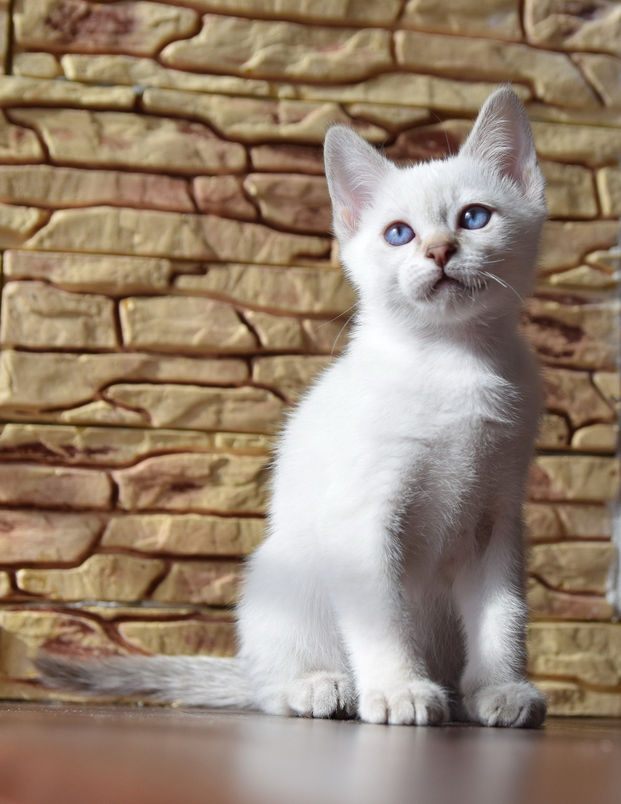 Котята. Питомник тайских кошек в Санкт-Петербурге Noyland