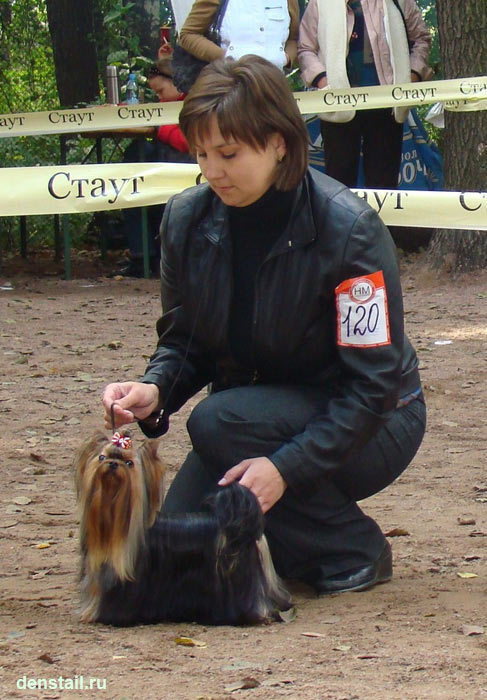 2011-2012 г Результаты выставок. Питомник Йоркширских терьеров Дэнстайл в Санкт-Петербурге заводчик Тих