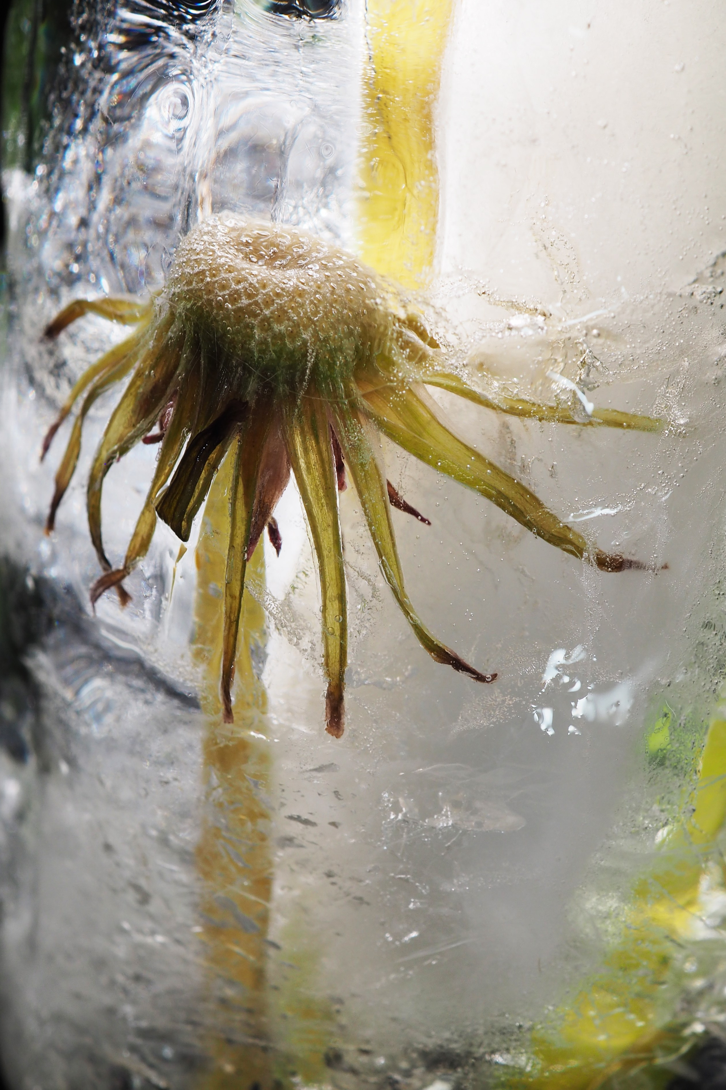 FFF — Frozen Fairy Flower. Фотограф в Санкт-Петербурге Анна Гончар