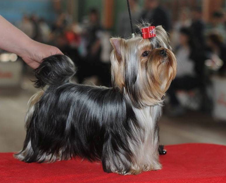 2016 г Результаты выставок. Питомник Йоркширских терьеров Дэнстайл в Санкт-Петербурге заводчик Тих