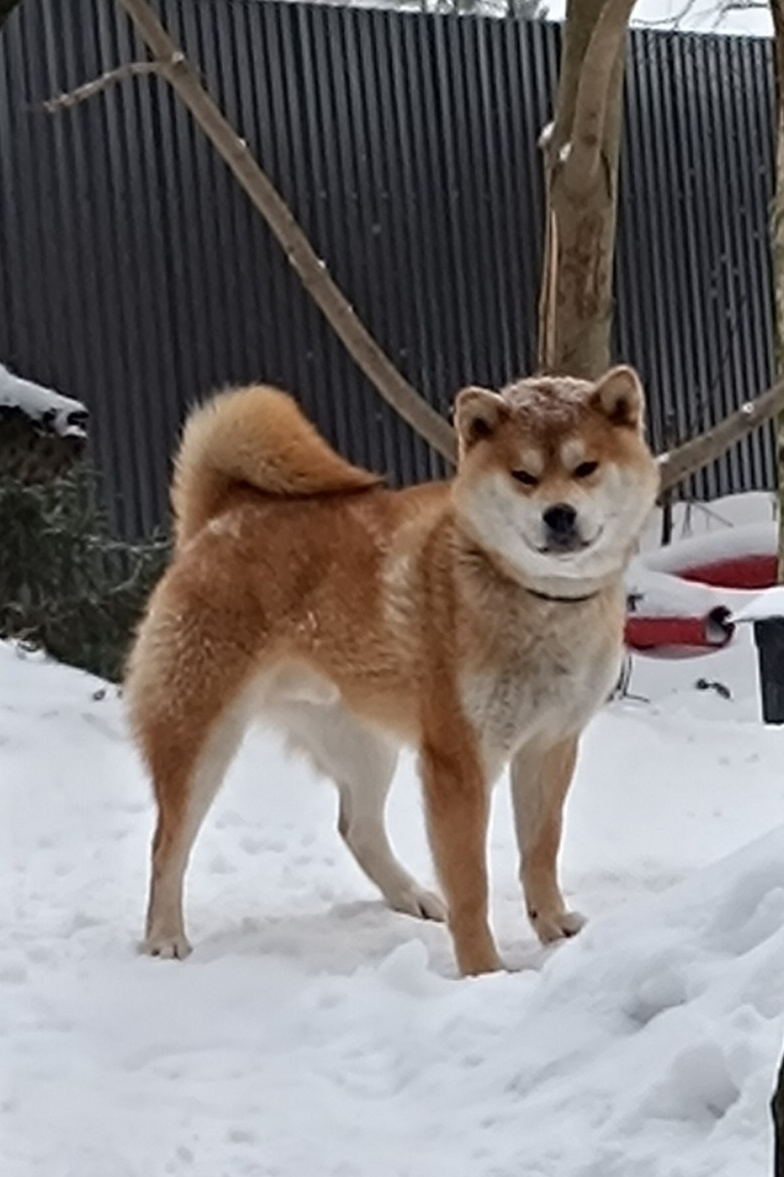 СИБА кобели для вязок. AMERICAN AKITA RUBYLIGHT KENNEL I SHIBA-INU