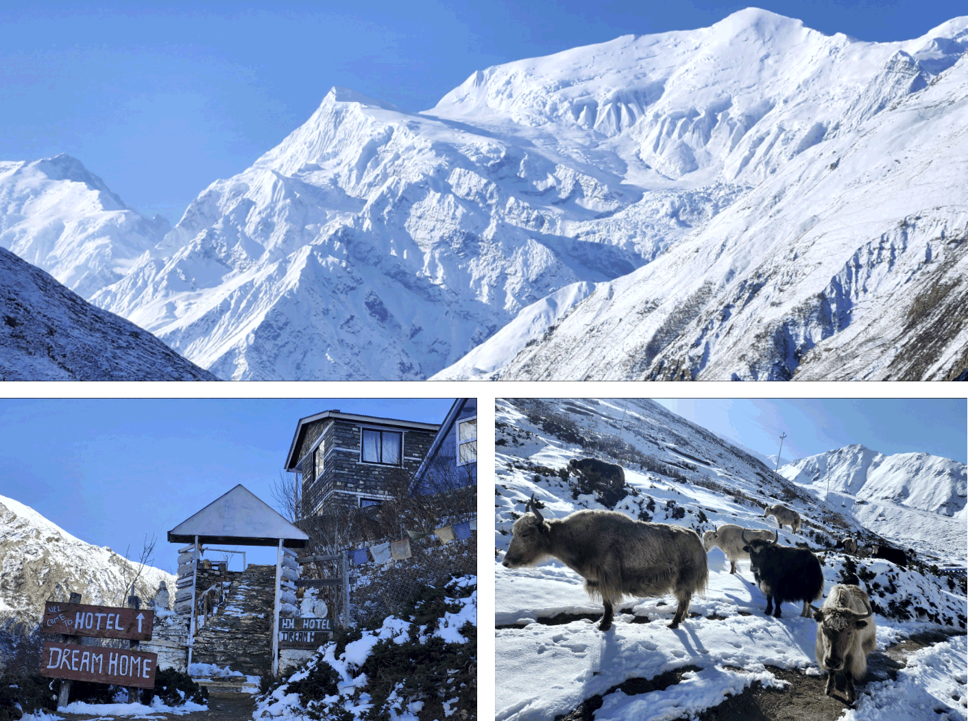 Аннапурна_2025. Клуб путешествий HimalTrex Горные туры в Гималаи Непал