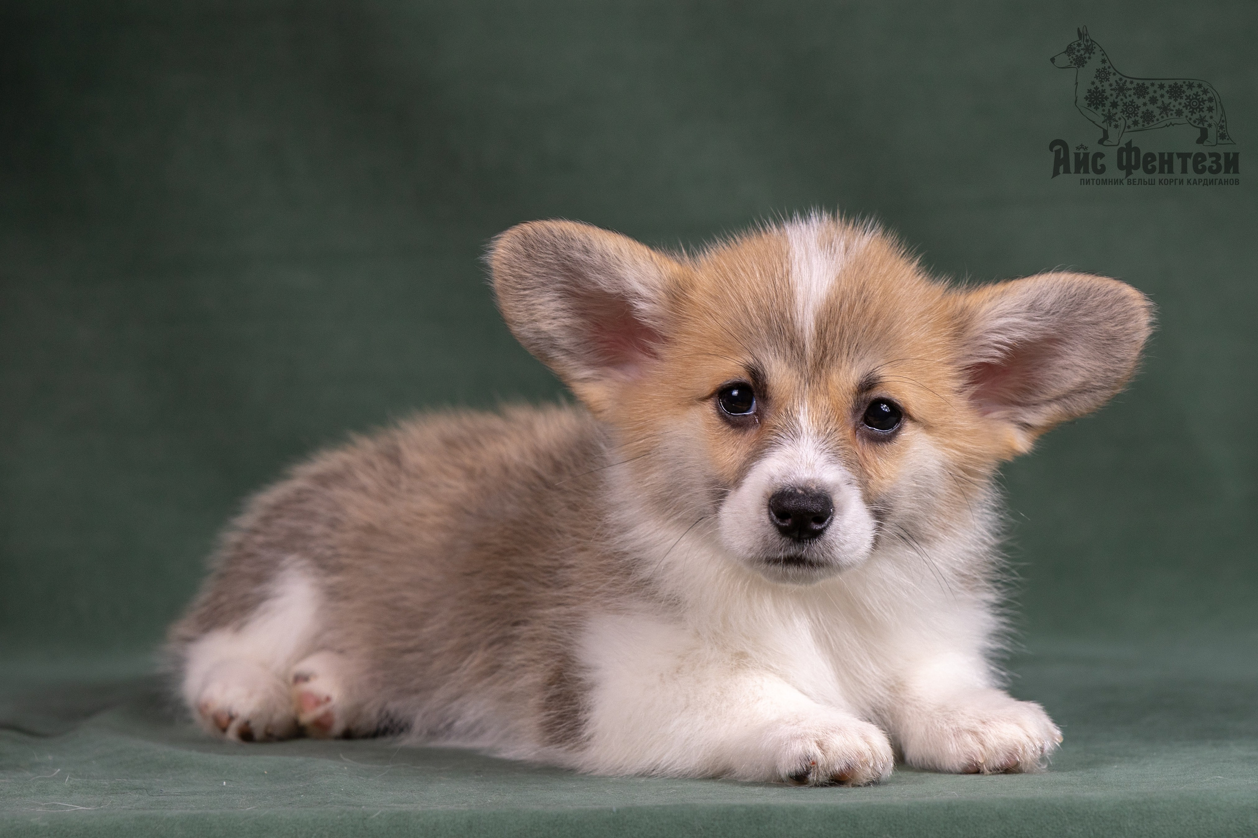 Купить щенка вельш корги кардиган из питомника Ice Fantasy. Ice Fantasy kennel: professional breeding of Siberian huskies and wels