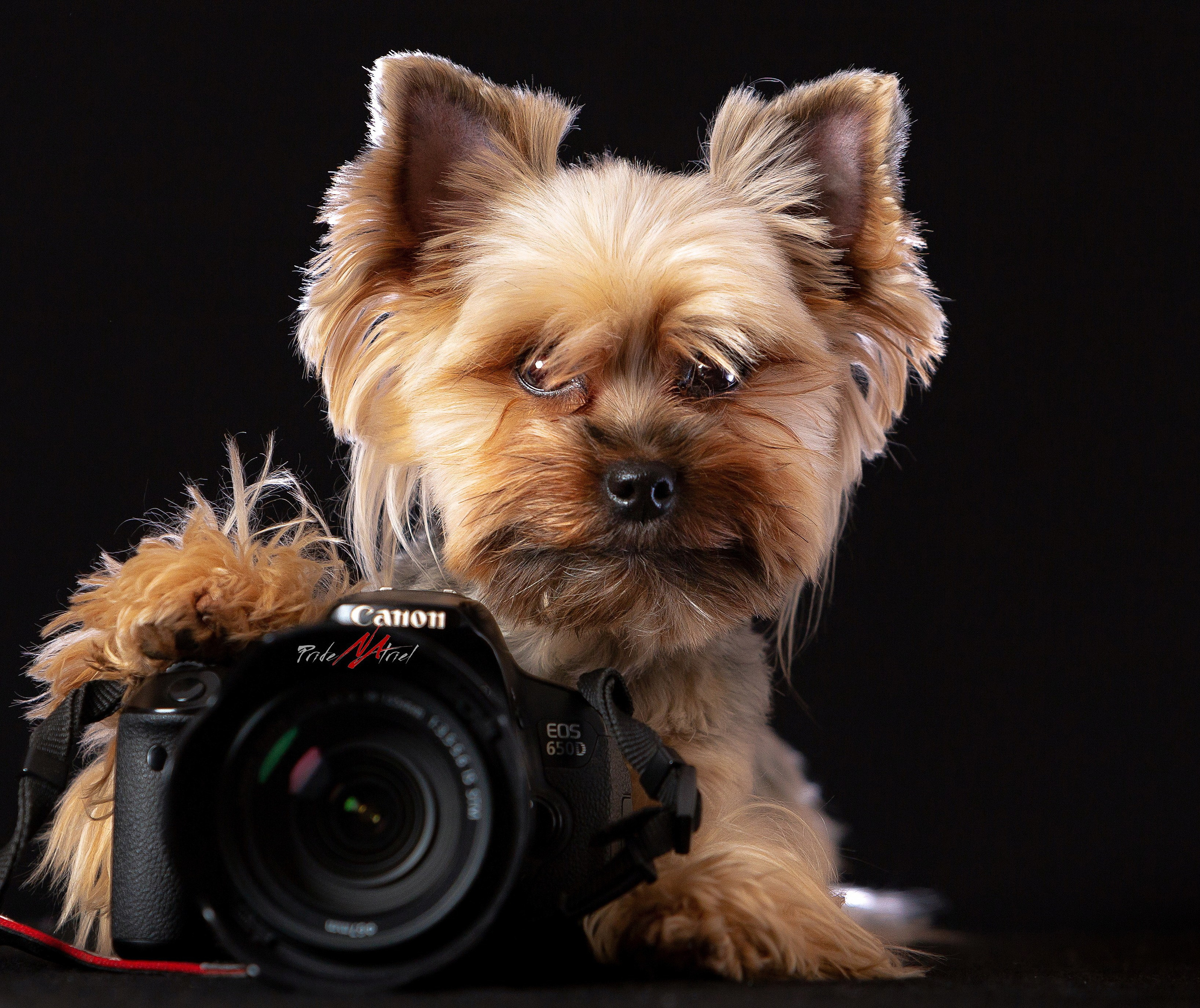собака с фотоаппаратом фото дома в студии