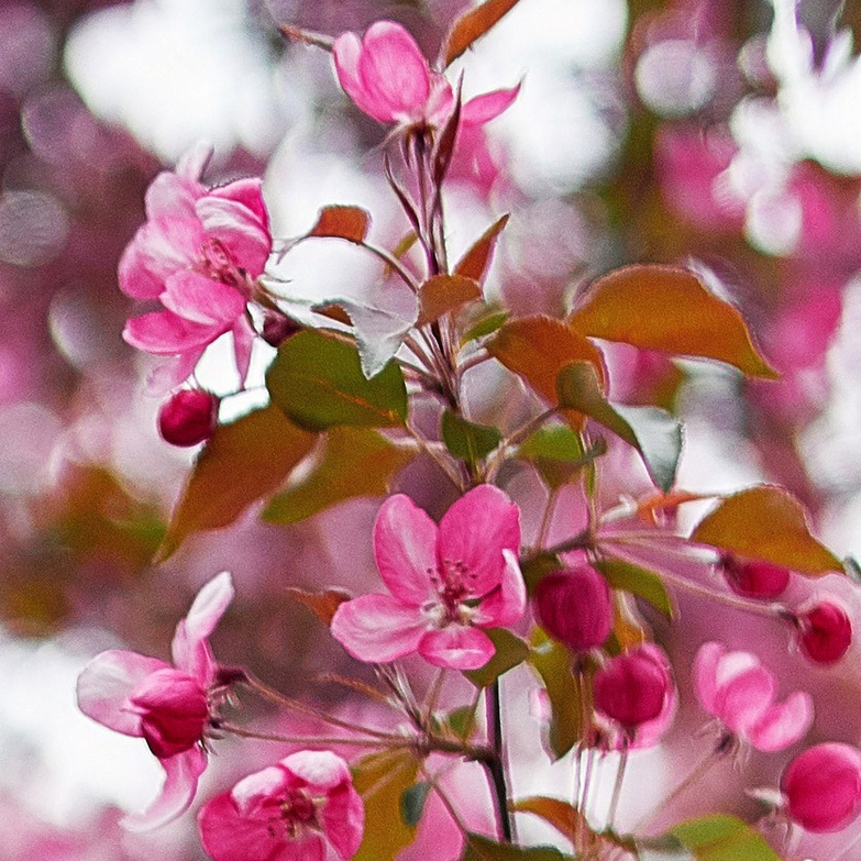 Фотосессия для девушки по сертификату на фотосъёмку в парке