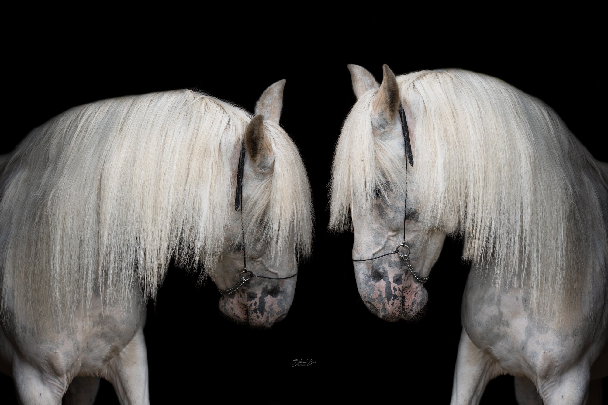 фото для интерьера, отпечаток, авторская фотография, купить отпечаток, купить фотографию, фото лошадей, фото лошади, красивые лошади, принт, цифровой отпечаток