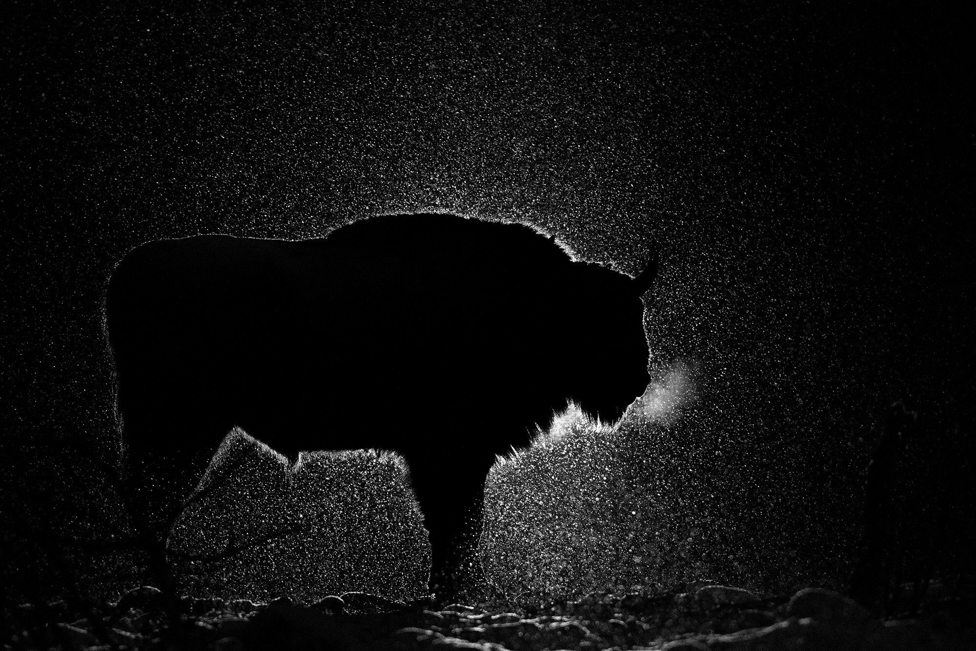 Portfolio Award 2024