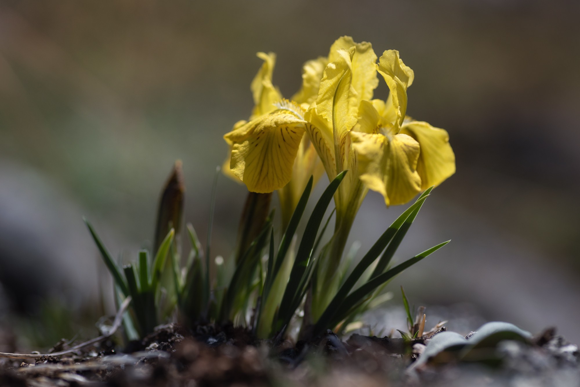 Ирис Потанина. Автор фото Алёна Рубан