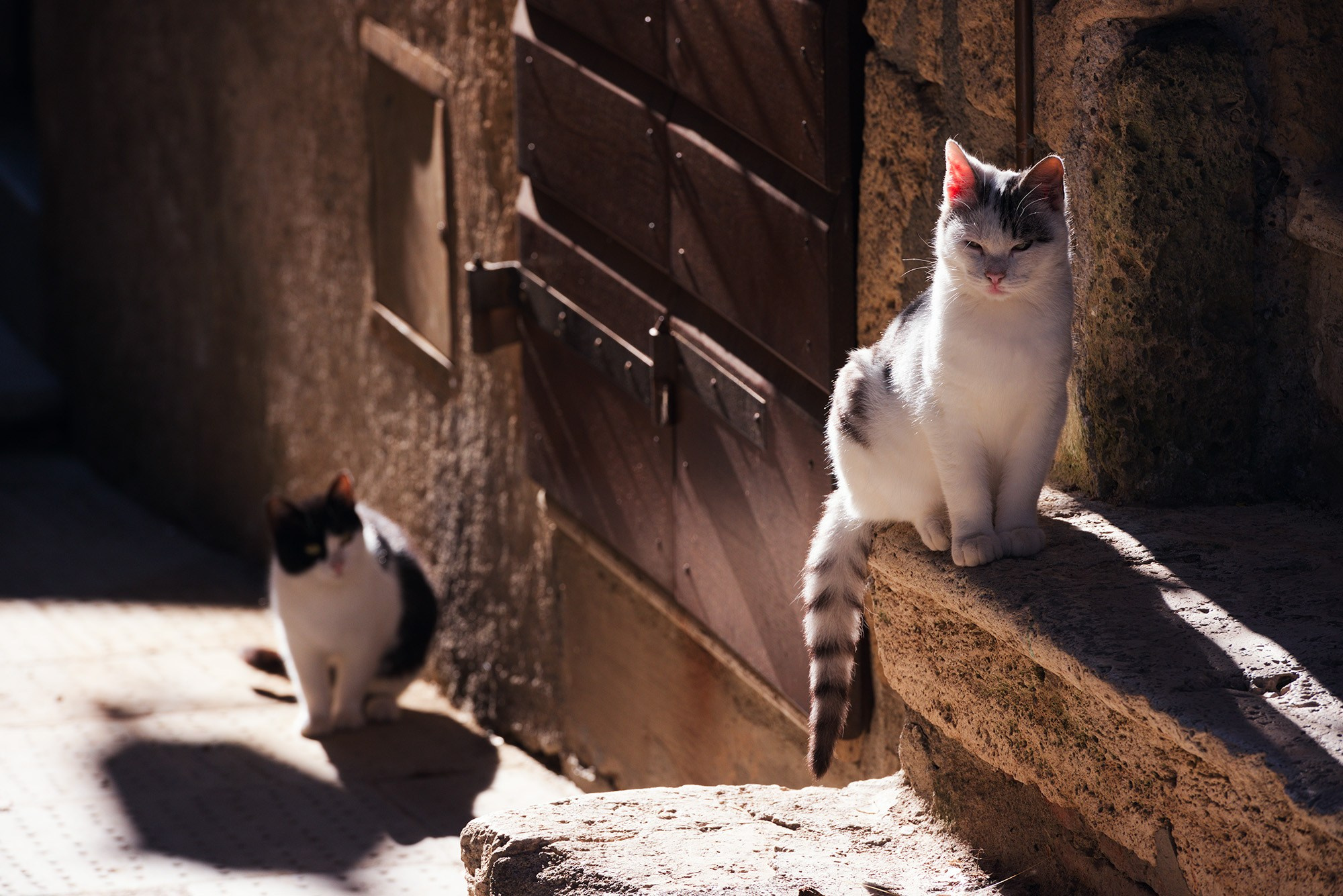 Арт-фотограф Талилула: портреты питомцев в Санкт-Петербурге