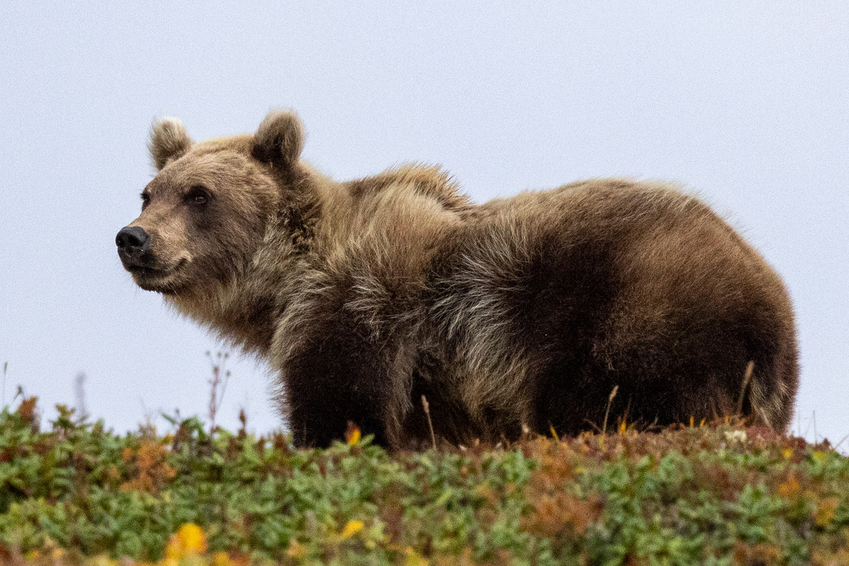 Научно-популярная Камчатка. Время Камчатки: чтобы найти свой путь, нужно скорость умножить на время