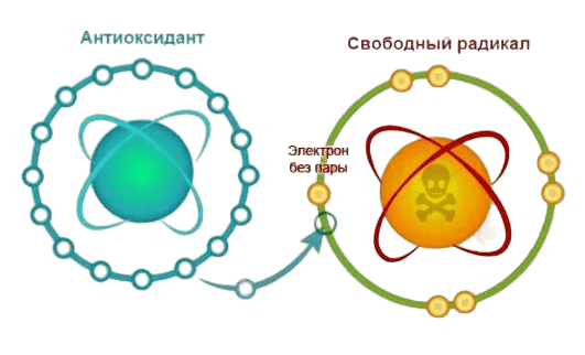 Антиоксиданты. Их роль для нашего здоровья. Сово-Сово — Омоложение и оздоровление!
