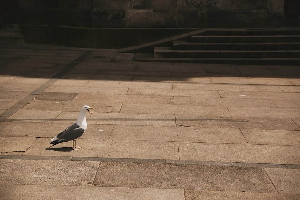 Порто. Весна 2013. Фотографии, впечатления, эмоции. Фотограф Игорь Цаплин