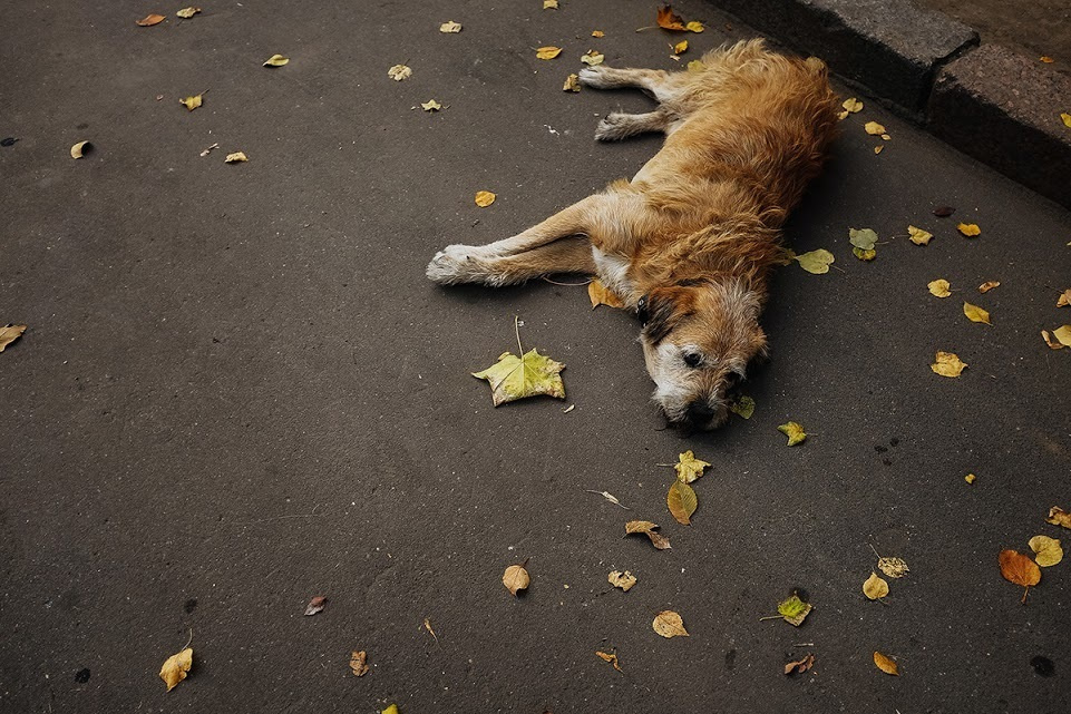 Суздаль. Октябрь 2014. Фотографии, впечатления, эмоции. А так же обзор и отзыв …. Фотограф Игорь Цаплин