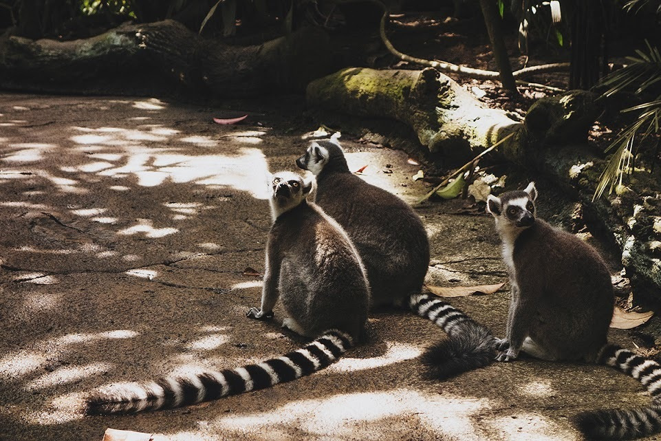Сингапур. Фотографии, впечатления, эмоции. Фотограф Игорь Цаплин