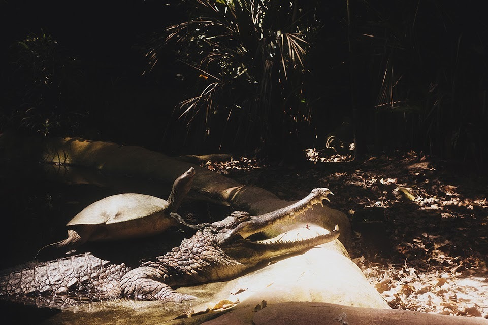 Сингапур. Фотографии, впечатления, эмоции. Фотограф Игорь Цаплин