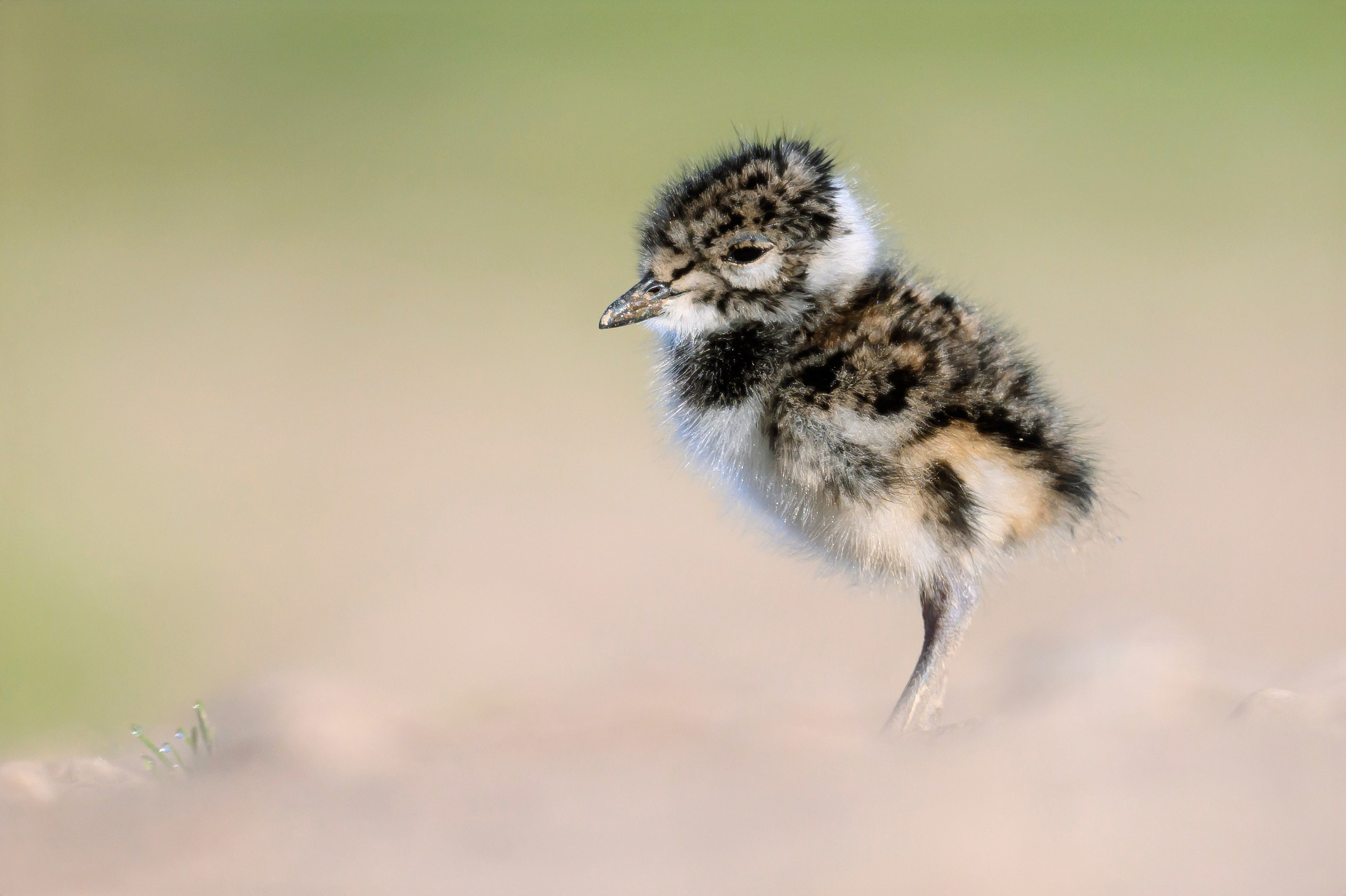 Чибисята. Фотограф Сергей Пупонин