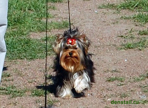 2009-2010 г Результаты выставок. Питомник Йоркширских терьеров Дэнстайл в Санкт-Петербурге заводчик Тих