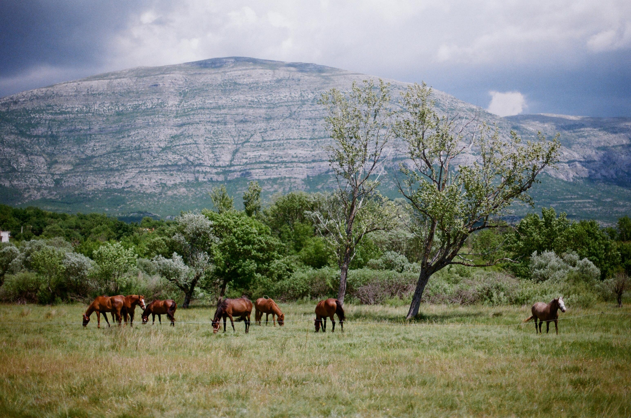 FAQ. Film photographer in Los Angeles Anastasiya Pankova