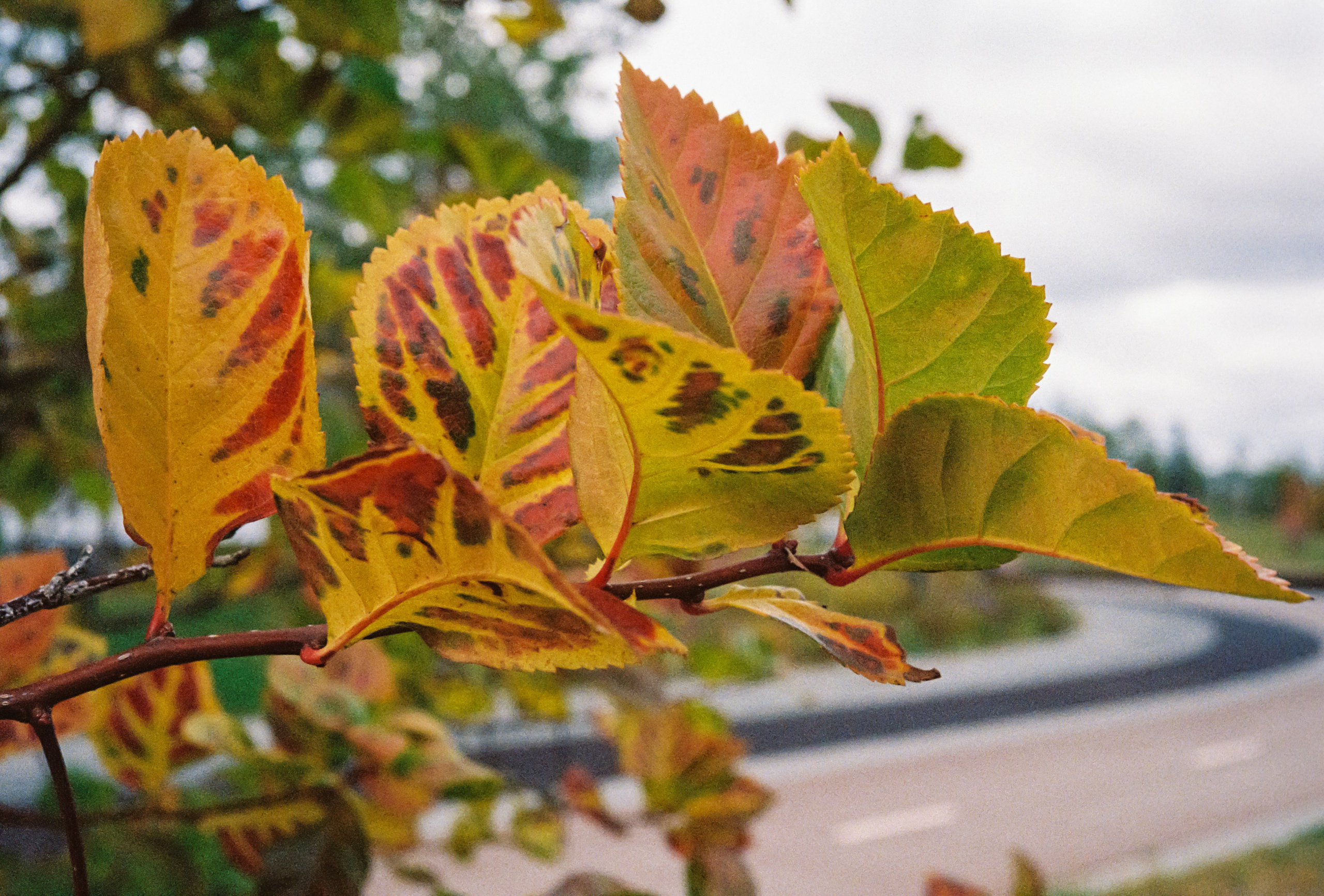 Осенние листья на набережной в Москве