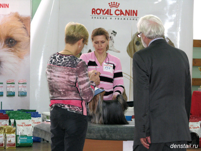 2013 г Результаты выставок. Питомник Йоркширских терьеров Дэнстайл в Санкт-Петербурге заводчик Тих