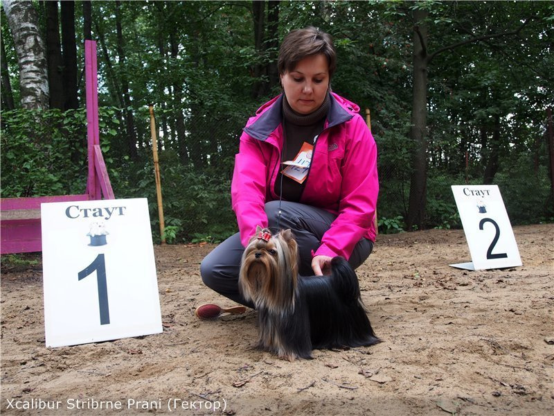 Xcalibr Stribrne Prani. Питомник Йоркширских терьеров Дэнстайл в Санкт-Петербурге заводчик Тих
