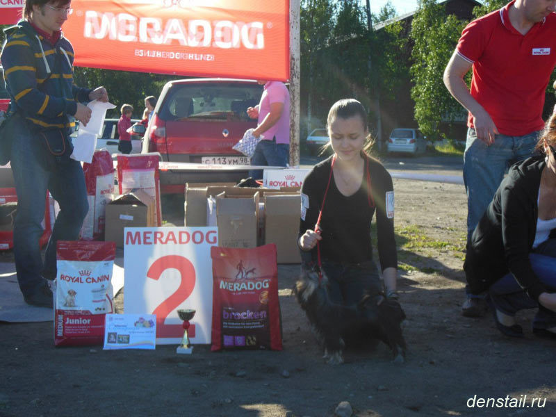 2011-2012 г Результаты выставок. Питомник Йоркширских терьеров Дэнстайл в Санкт-Петербурге заводчик Тих