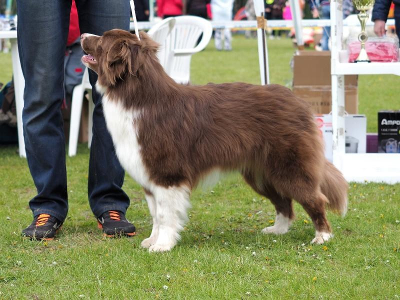 Хава. BLGKV питомник собак