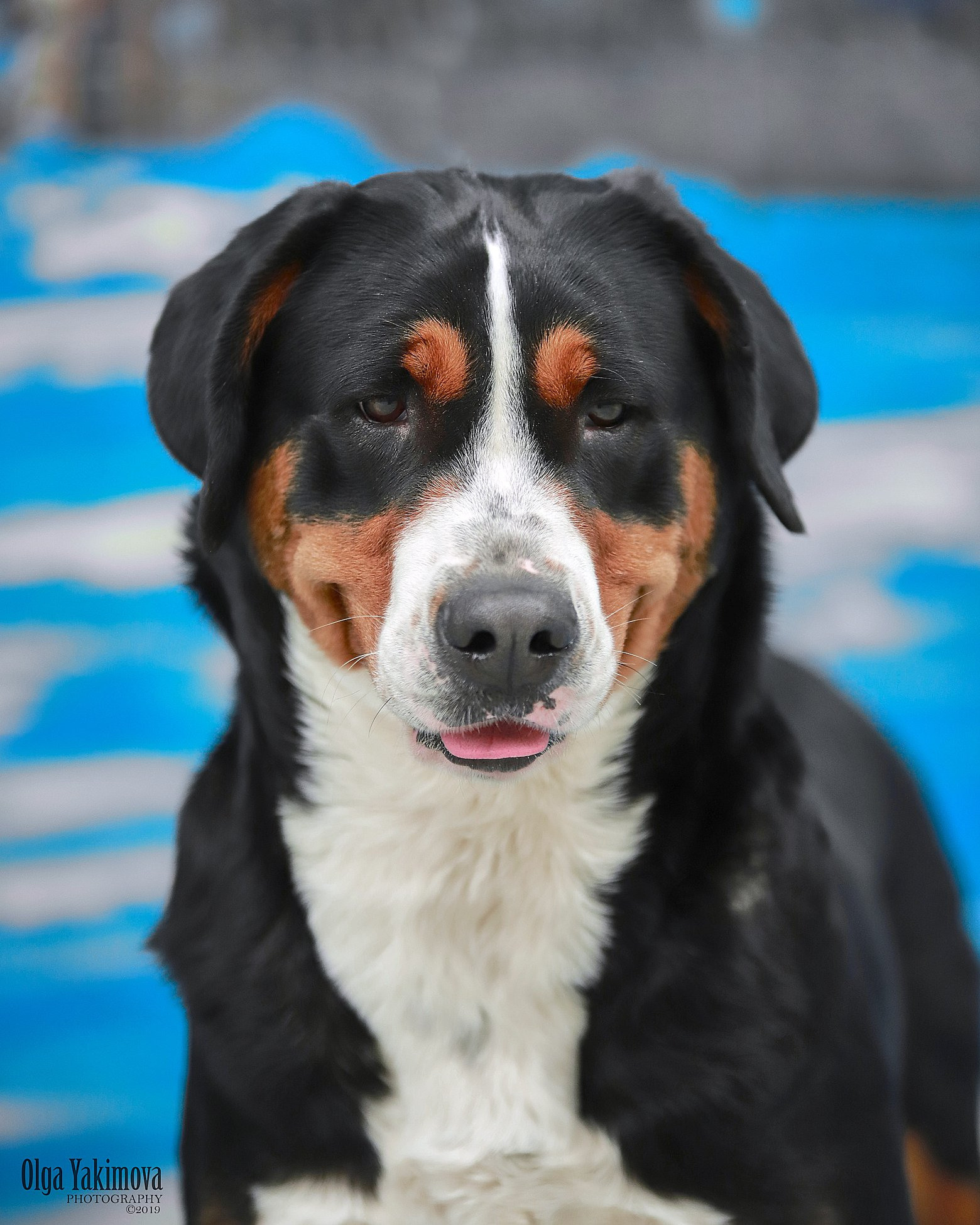 Победы на выставках собак питомника Санбёдс. Питомник Больших Швейцарских Зенненхундов в Калужской области