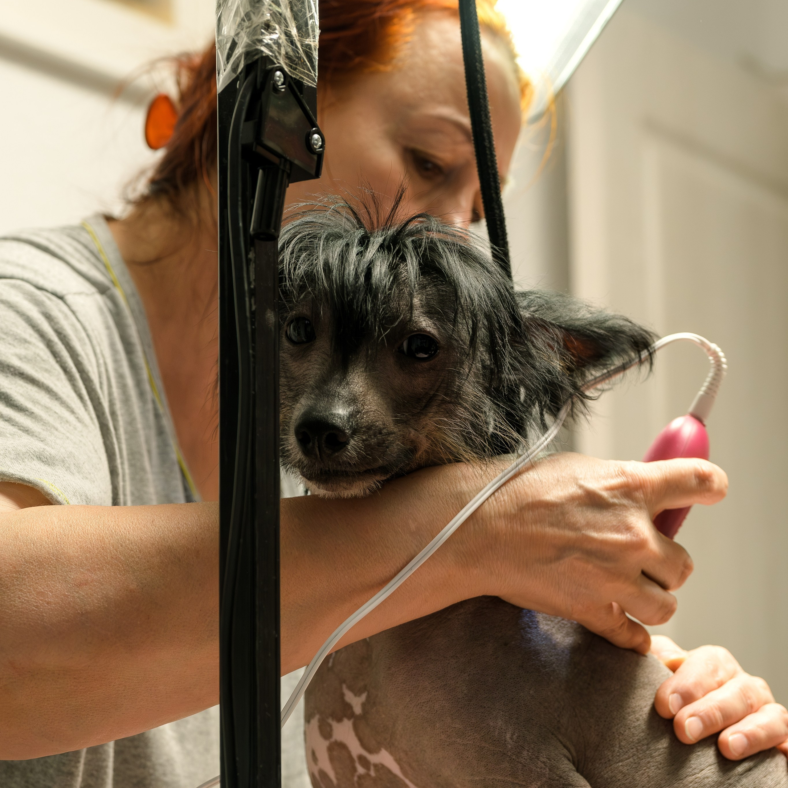 Vic went to live in Dubai!. Chinese Crested Dog Kennel Poale Ell