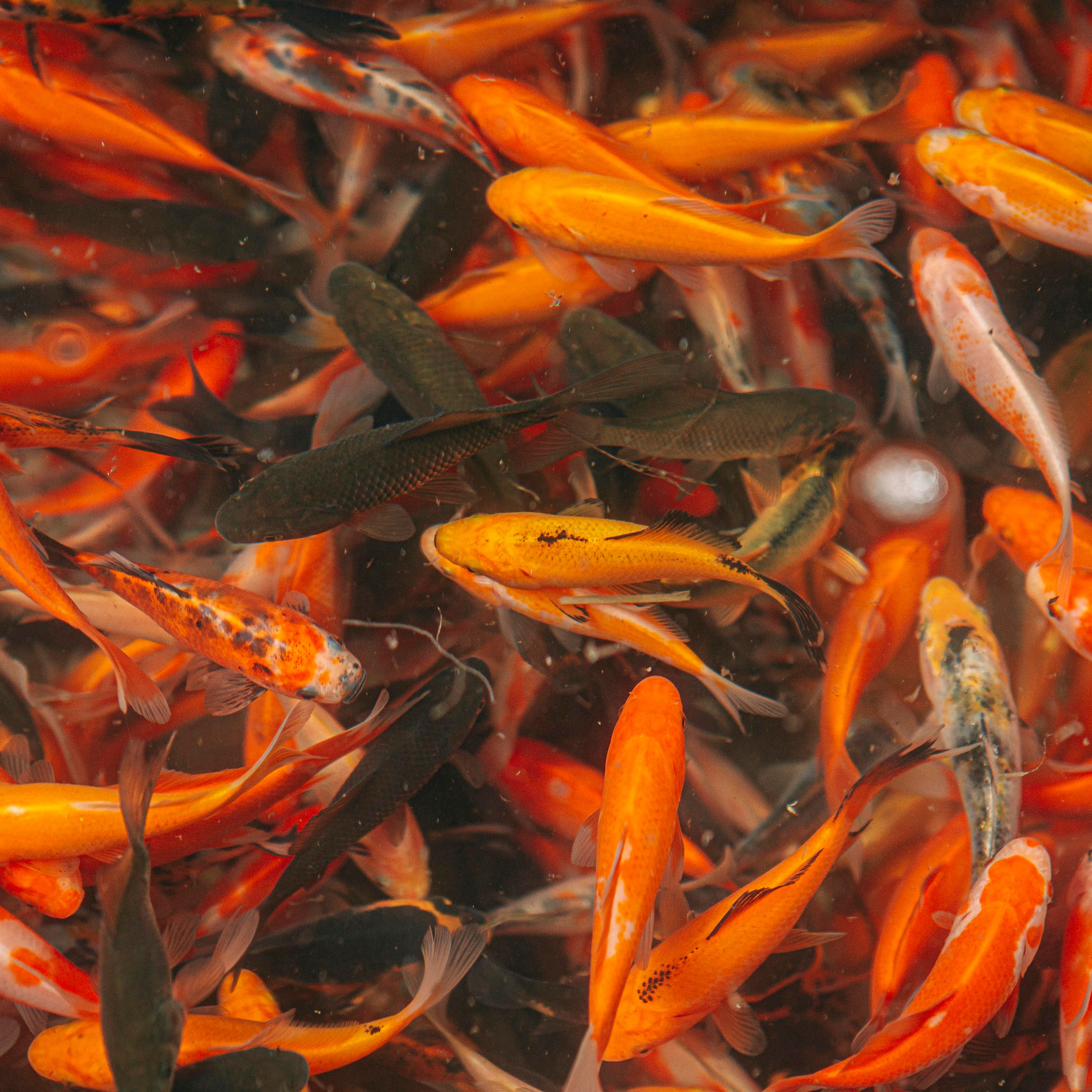 Москои — декоративные рыбы карпы кои на продажу Москва, Дмитров, Курск