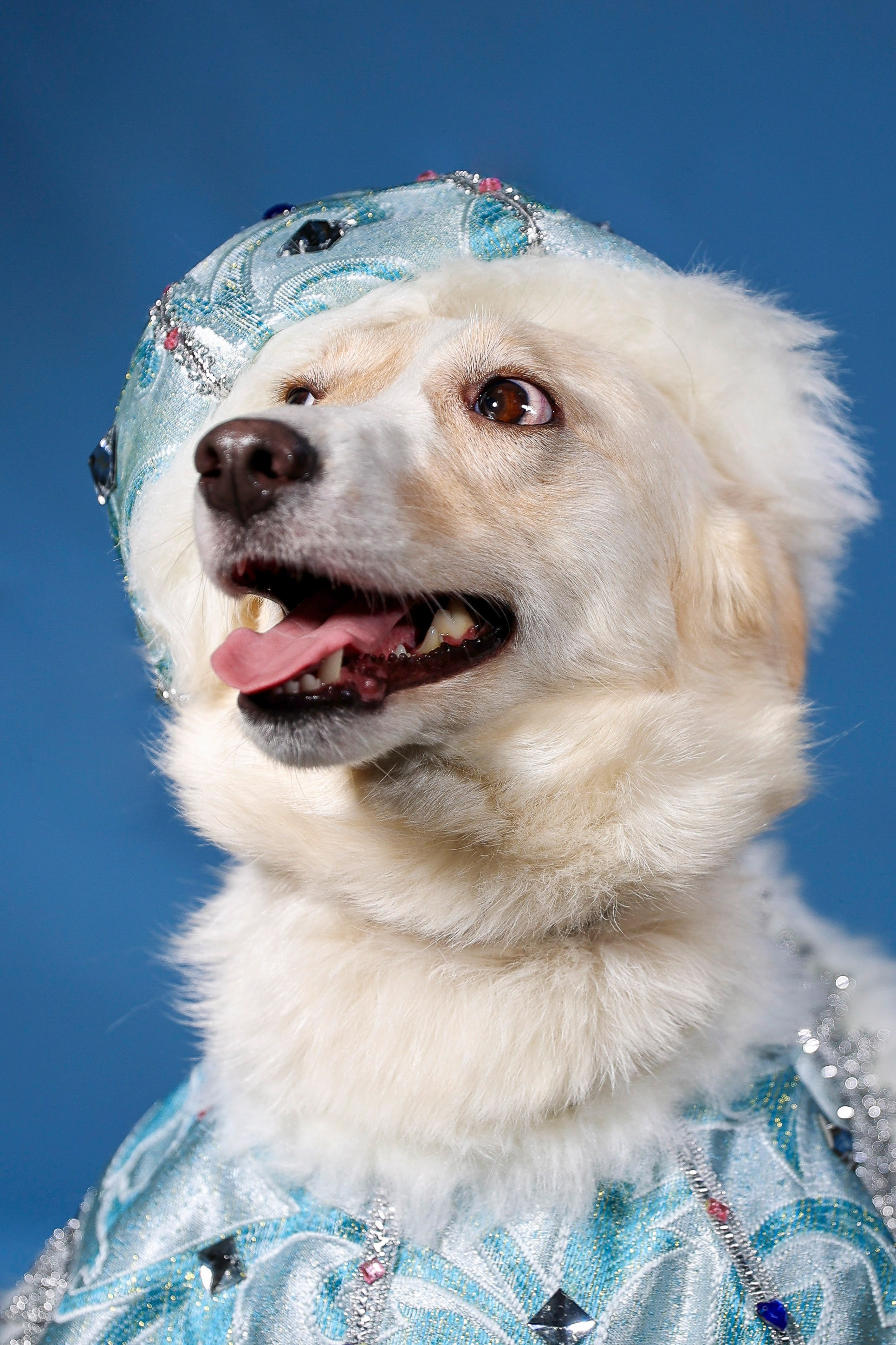 Приют четвероногий АНГЕЛ. Фотограф 📸 семейный, предметный, репортажный