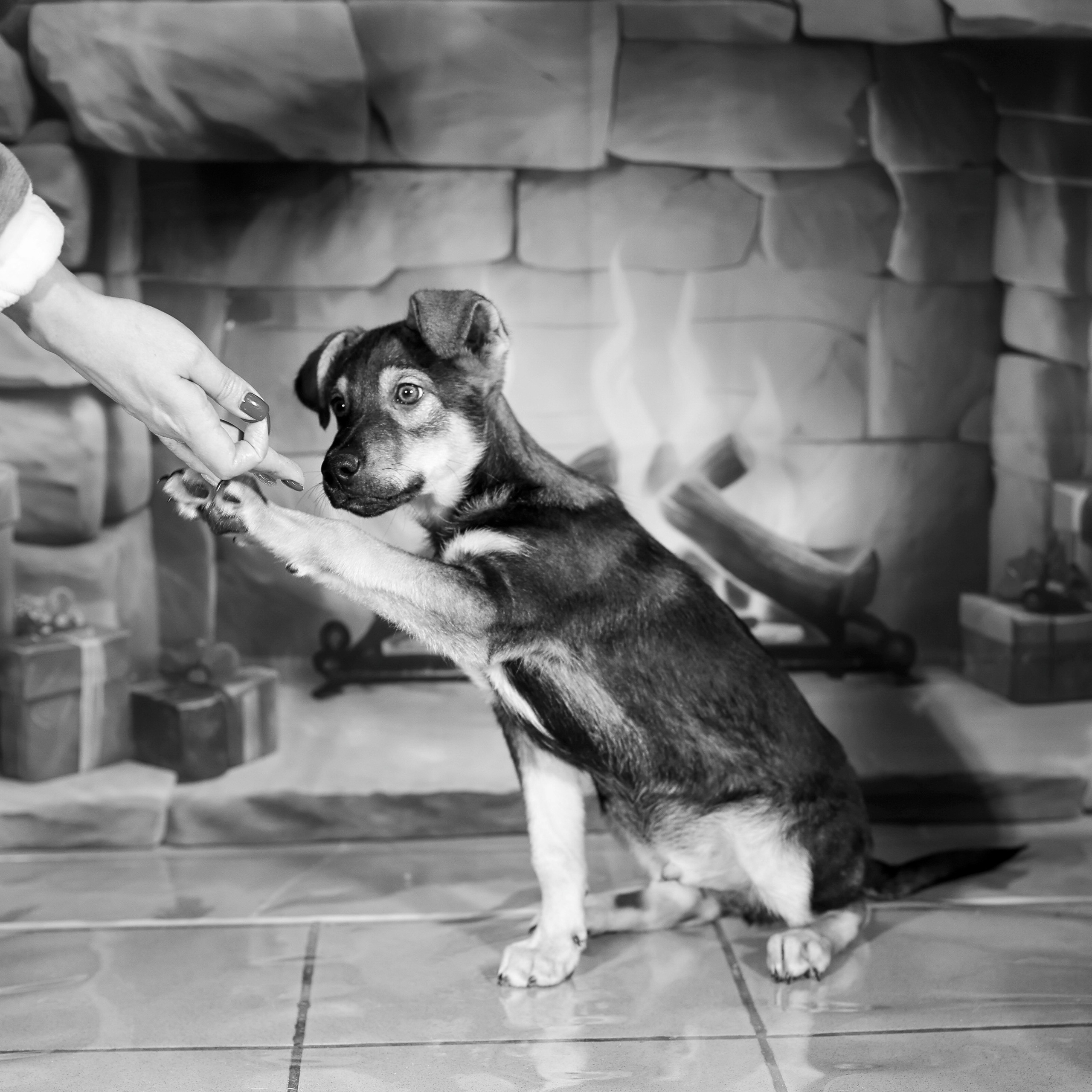 Приют четвероногий АНГЕЛ. Фотограф 📸 семейный, предметный, репортажный