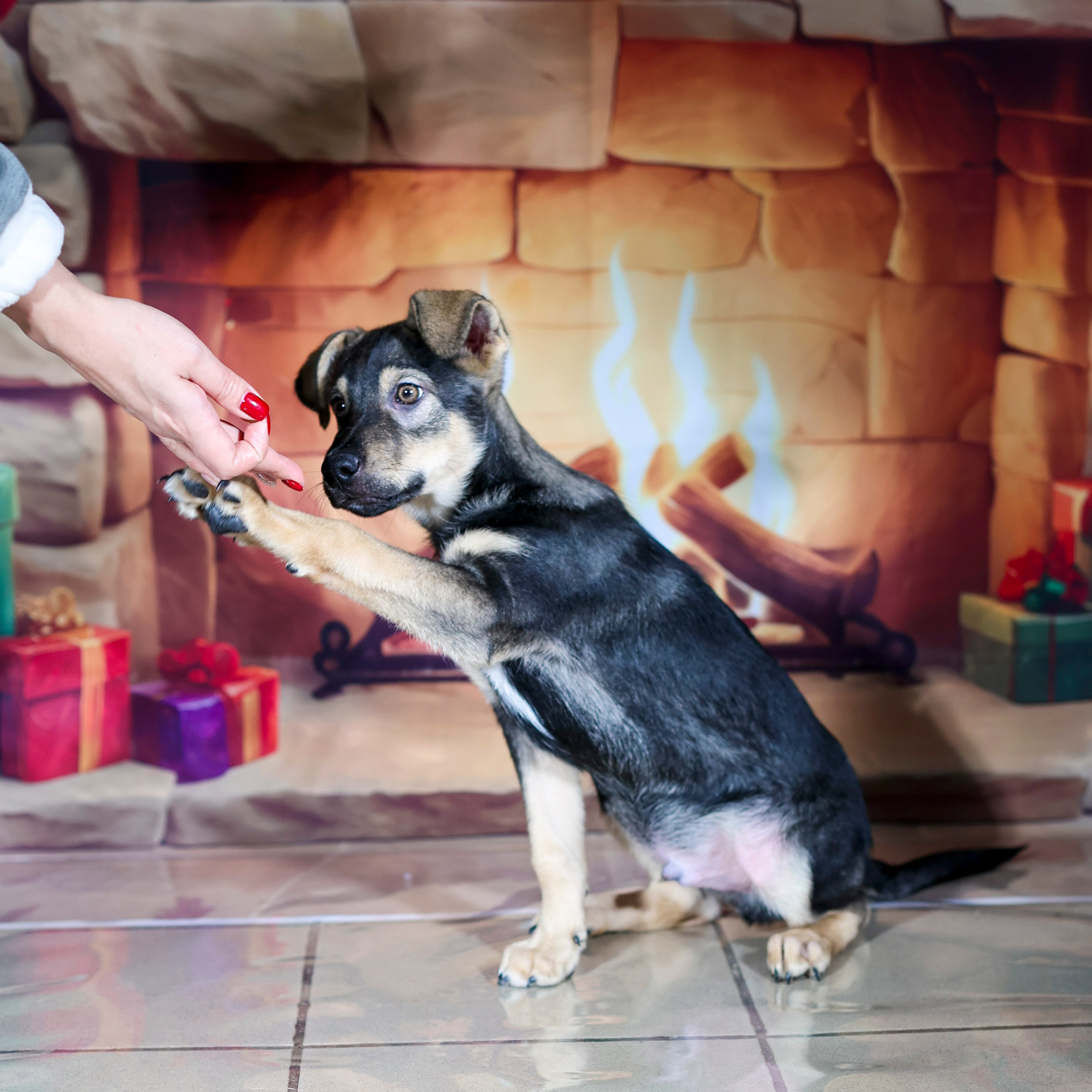 Приют четвероногий АНГЕЛ. Фотограф 📸 семейный, предметный, репортажный