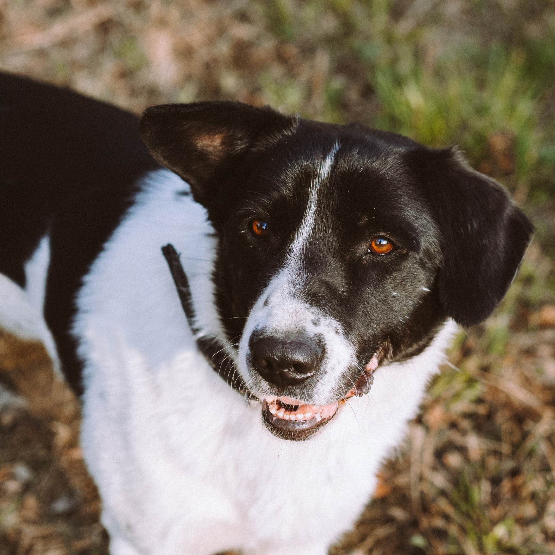 Приюты для собак. Семейный фотограф на крещение Кристина Фриденберга, Москва