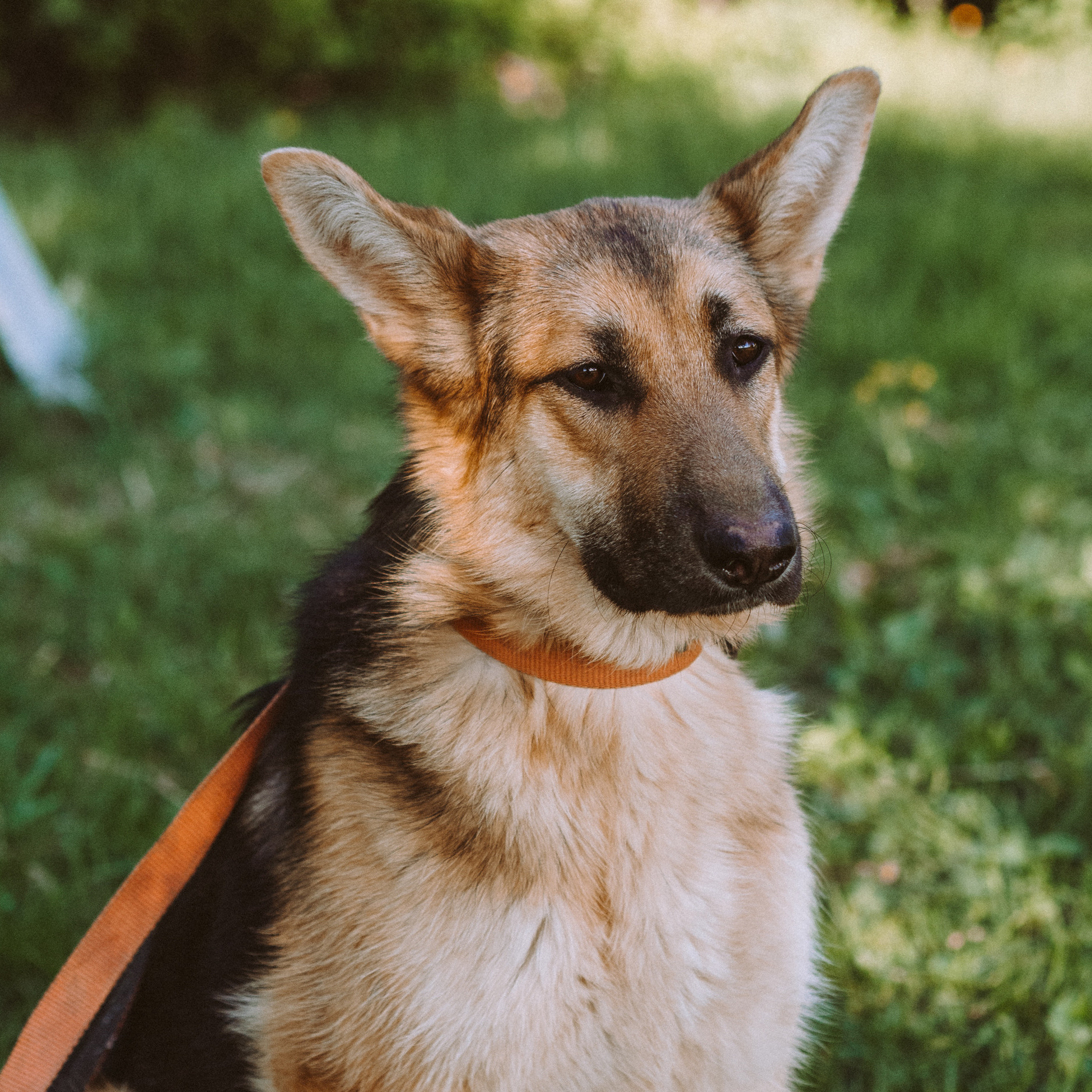 Приюты для собак. Семейный фотограф на крещение Кристина Фриденберга, Москва