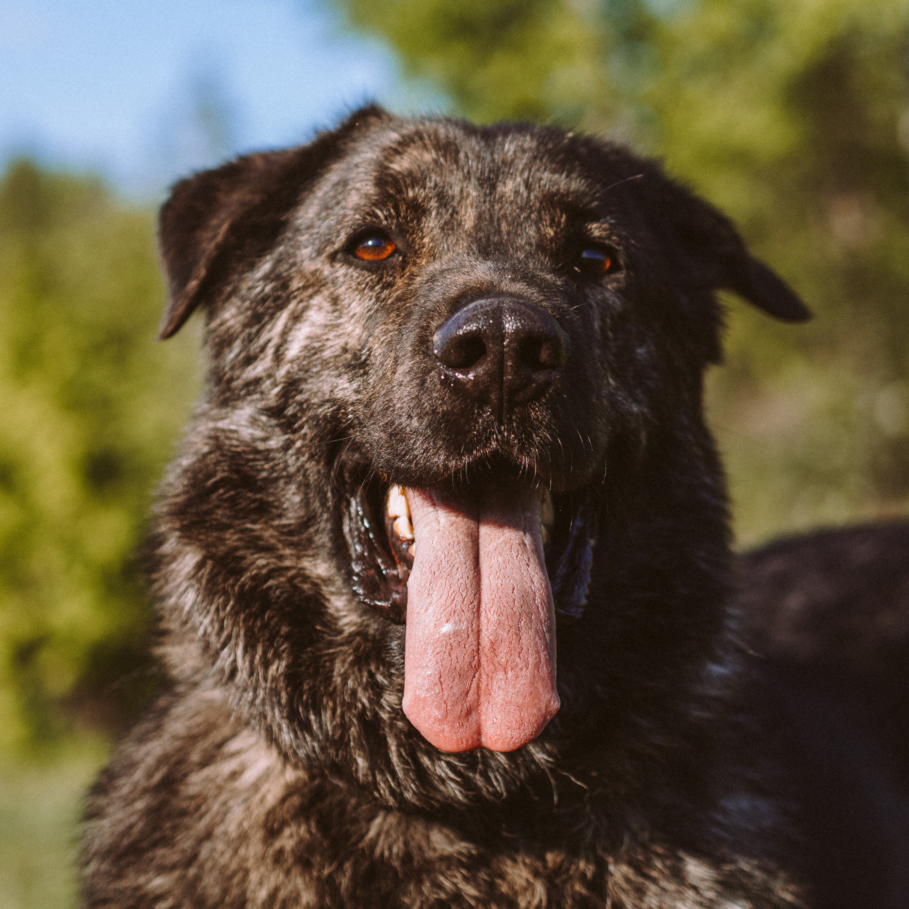 Приюты для собак. Семейный фотограф на крещение Кристина Фриденберга, Москва