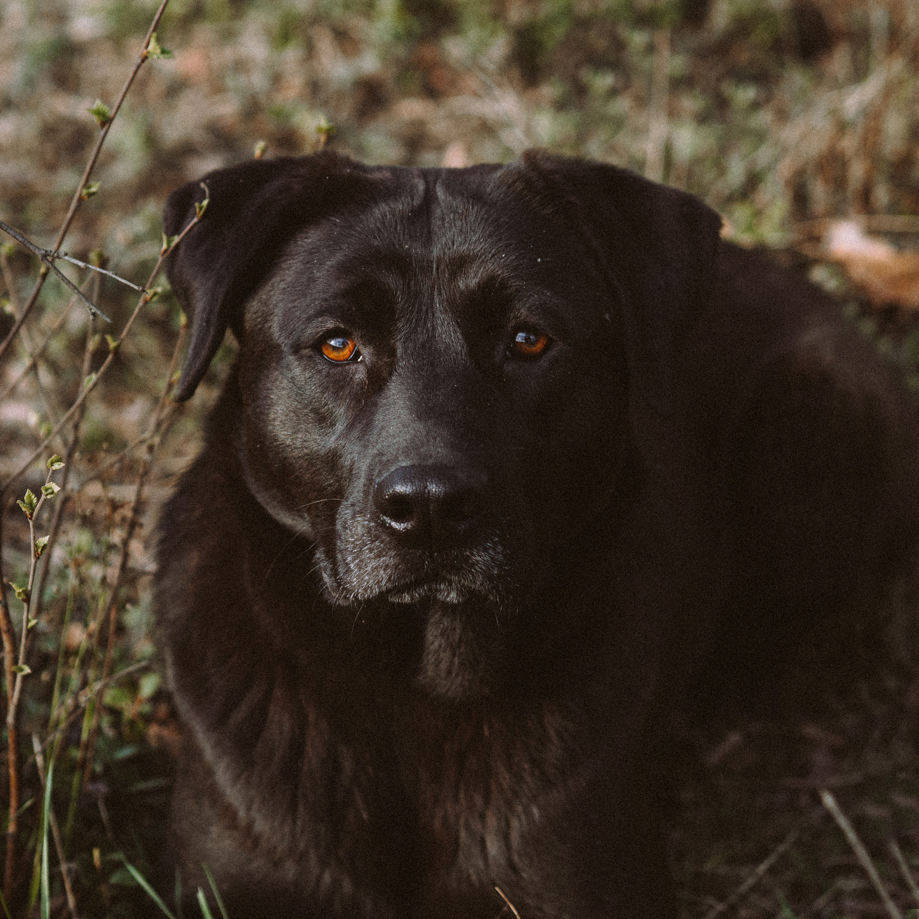 Собака из приюта. Семейный фотограф на крещение Кристина Фриденберга, Москва
