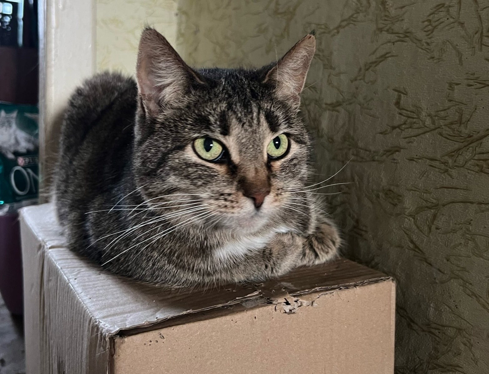 Проект «Котик ищет дом» помогает зооволонтерам. Северное благочиние Саратовской епархии