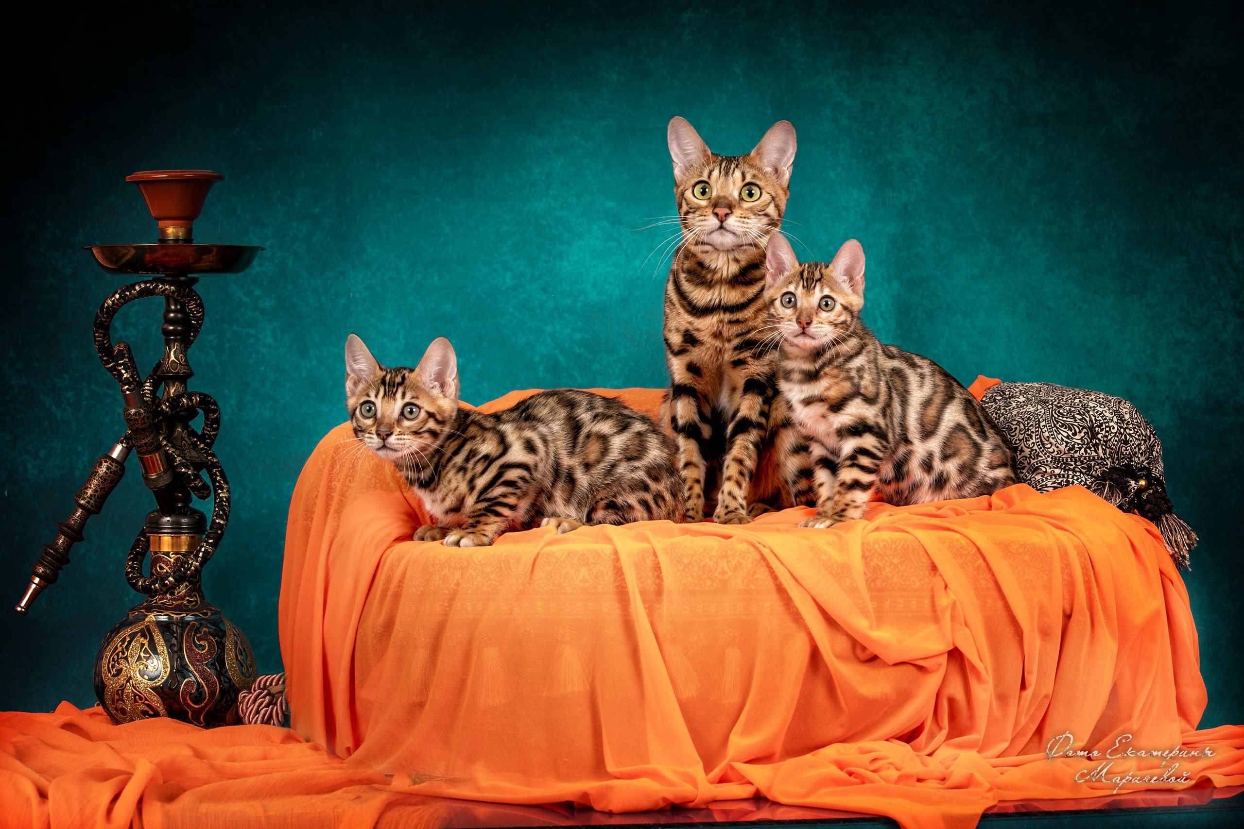 Фоны. Фотограф-анималист в Омске Екатерина Маричева