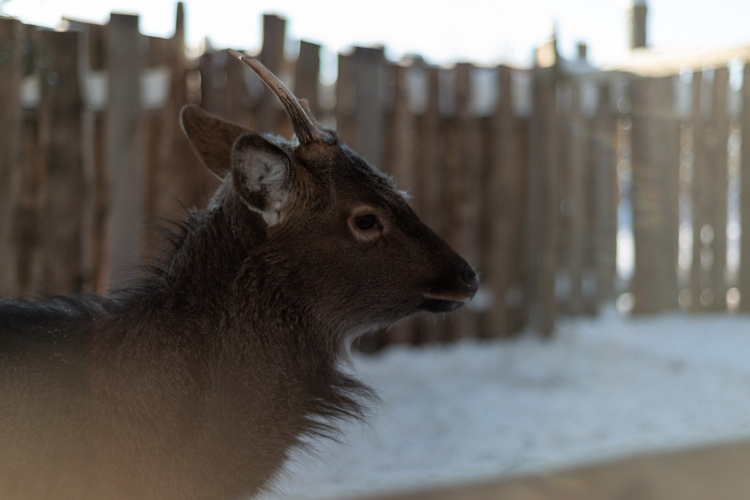 Лень. Домики. Зима. Начинающий фотограф-любитель Евгений Серебряков в Екатеринбурге