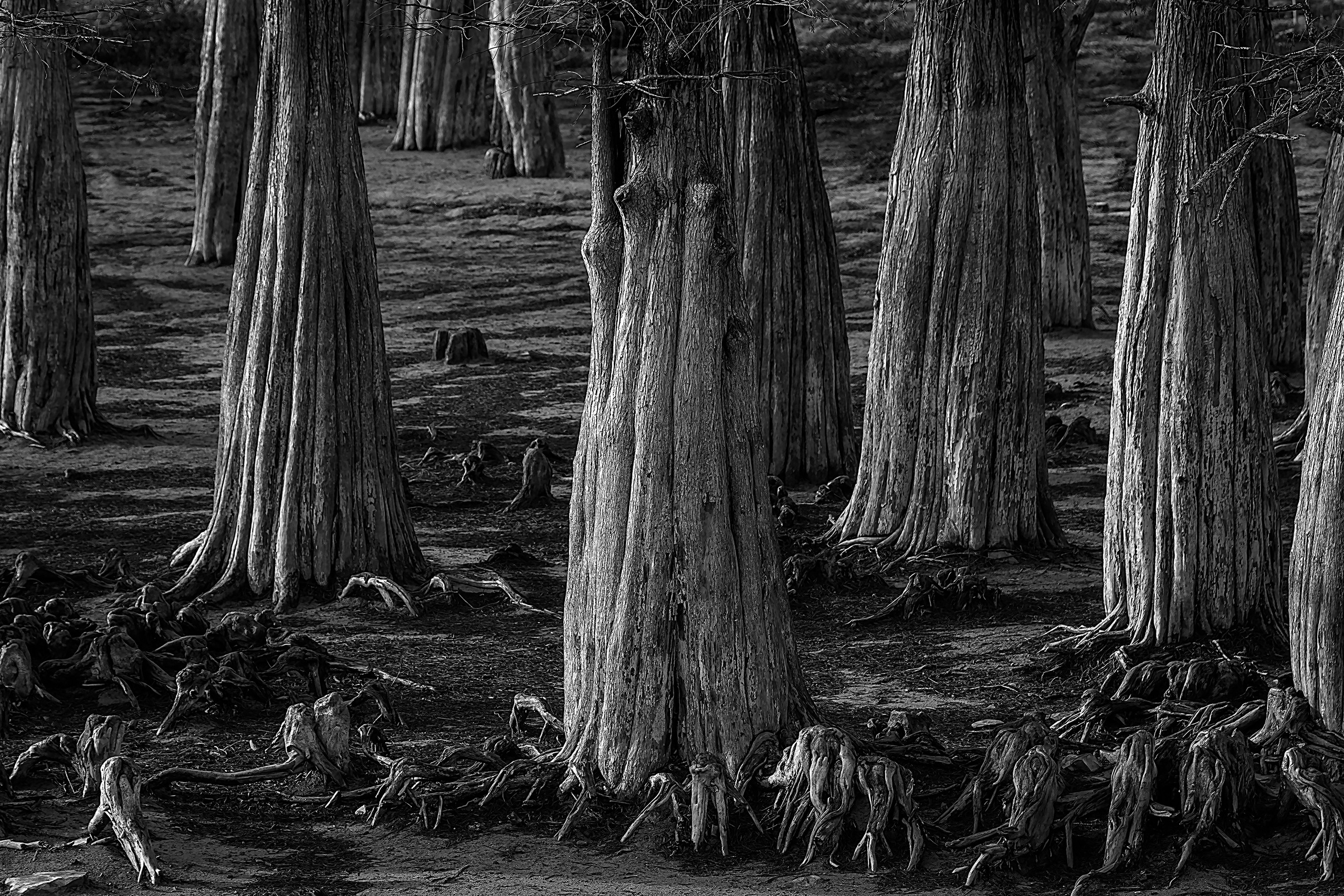 Работы, на дереве, холсте, стекле, которые можно приобрести. Яркие фото на Чёрном море