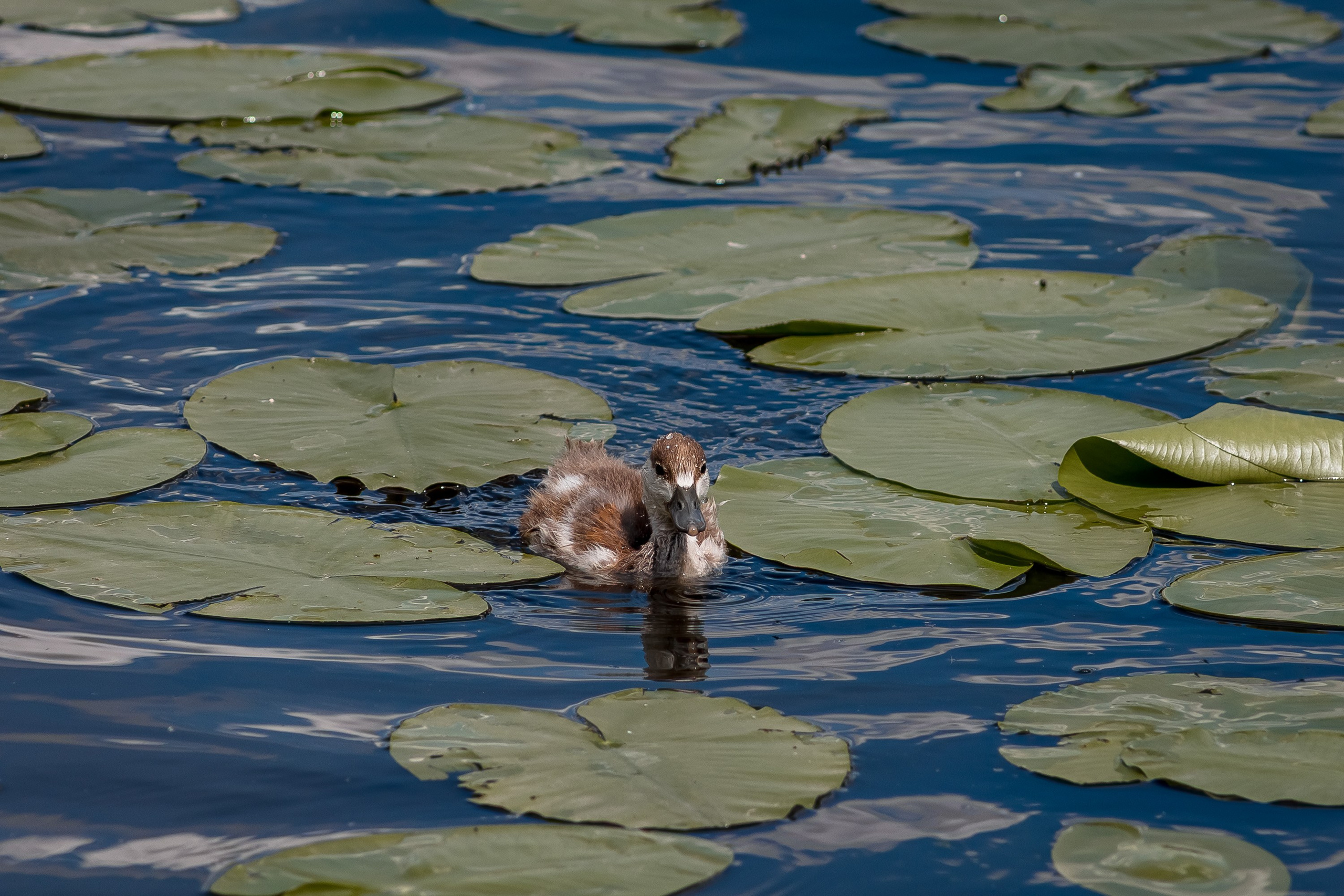 TOP 12% лучших фотографий конкурса. Фотограф Алексей Ка…