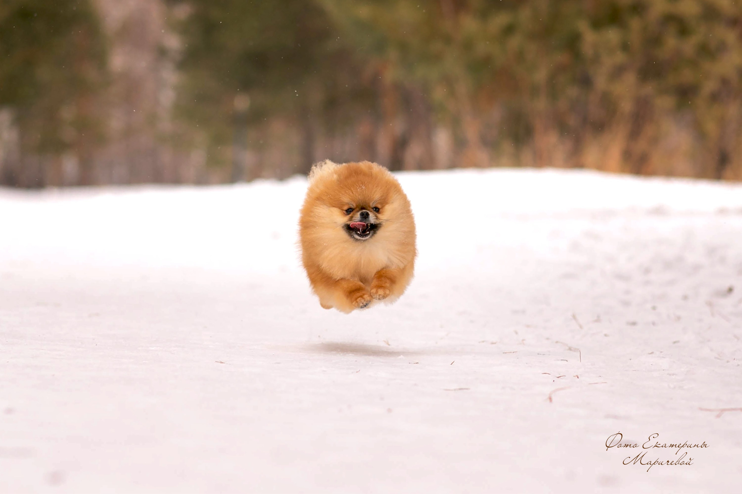 Услуги и цены. Фотограф-анималист в Омске Екатерина Маричева