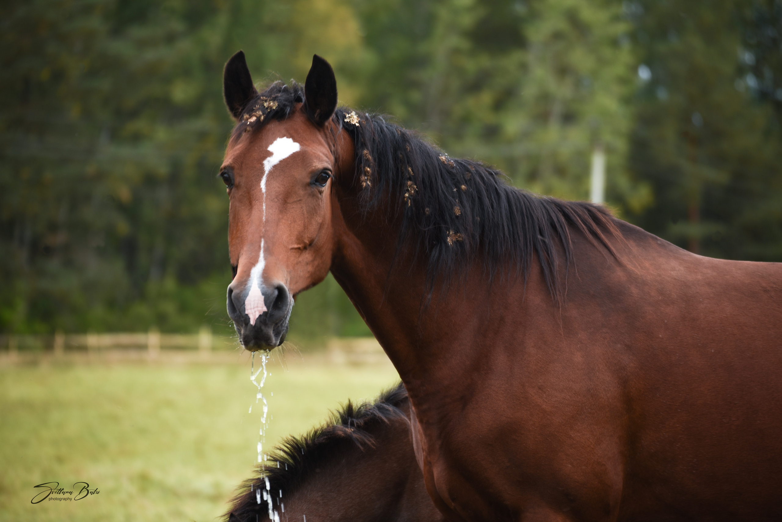 фотограф, фотовыставка, фотограф в СПб, питер фотограф, конный фотограф, съемка лошадей, конная фотография, профессиональный фотограф, фото лошадей, портреты лошадей, фото с лошадьми, заказать съемку лошади, авторские фотографии, публикации в изданиях, росфото, National Geographic, фотограф питер, конный фотограф спб, фотограф санкт-петербург