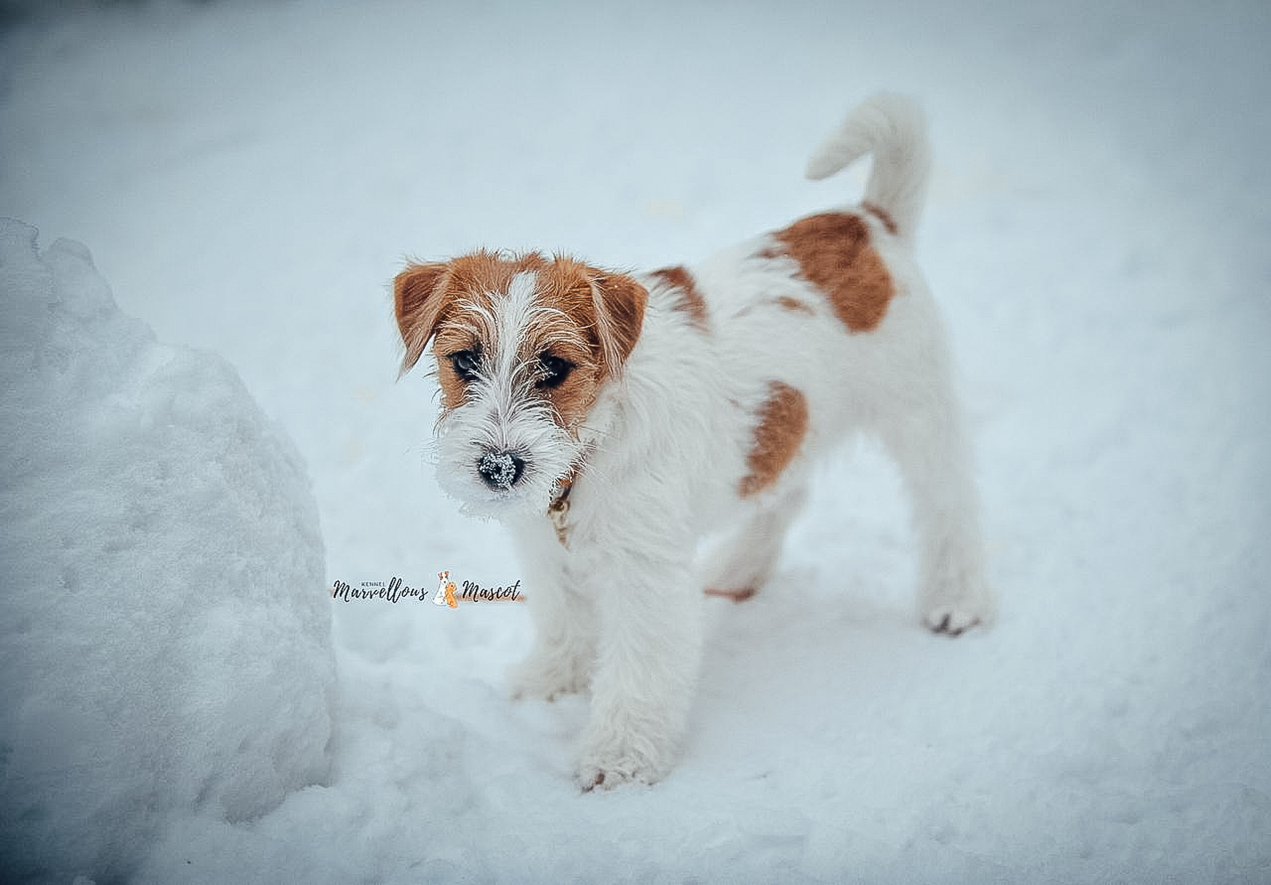 ЩЕНКИ ИЗ ДРУЖЕСТВЕННЫХ ПИТОМНИКОВ. CANE MAESTRO — kennel Jack Russell Terrier