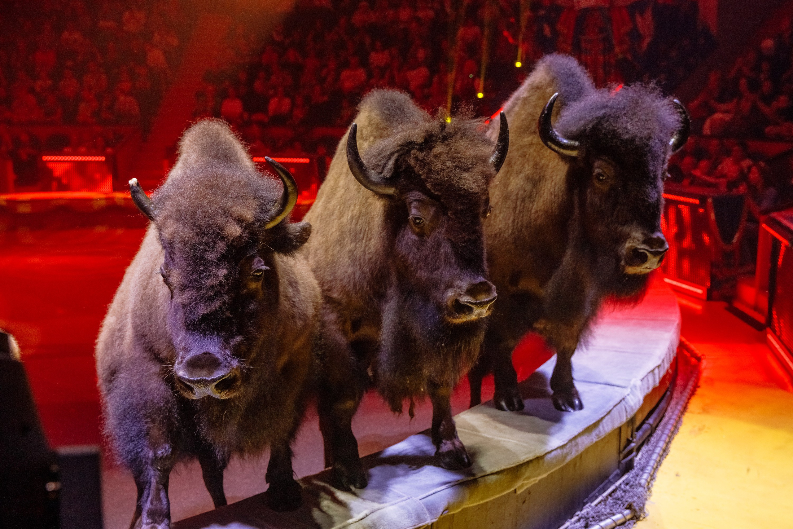 13 декабря в Пермском цирке состоялась премьера легендарного циркового шоу Гии Эрадзе «5 континентов». Журнал о самом особенном. Пермь и Пермский край