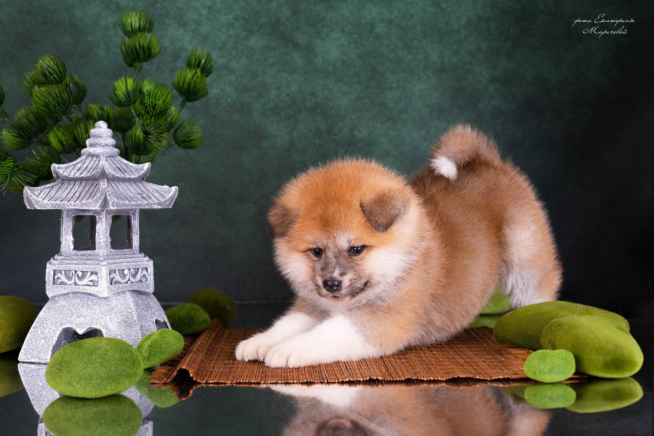 Выездная съёмка со студийным светом. Фотограф-анималист в Омске Екатерина Маричева